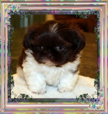 Kirk Imperial Shih Tzu Tiny Male Stud